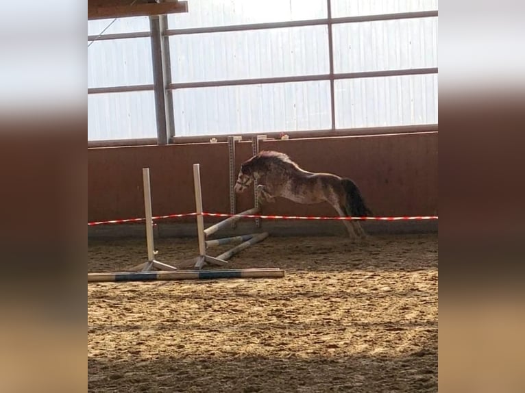 Galés-A Caballo castrado 9 años 122 cm Ruano alazán in Bremen