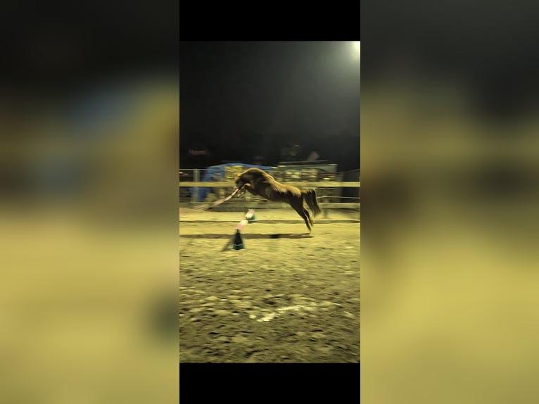 Galés-A Caballo castrado 9 años 125 cm Alazán in Münsterhausen