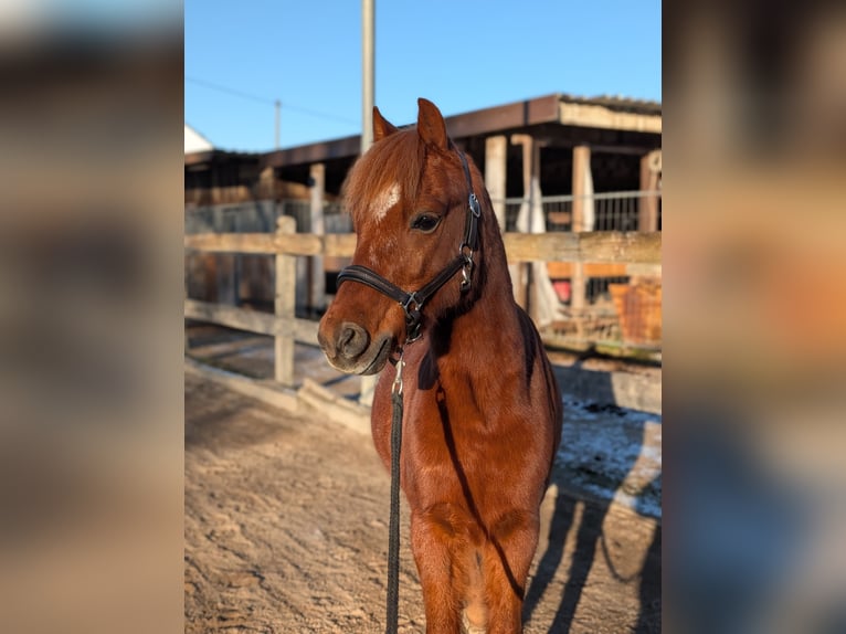 Galés-A Caballo castrado 9 años 125 cm Alazán in Münsterhausen