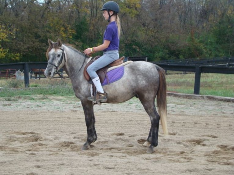 Galés-A Caballo castrado 9 años 130 cm Tordo in Lexington Ky