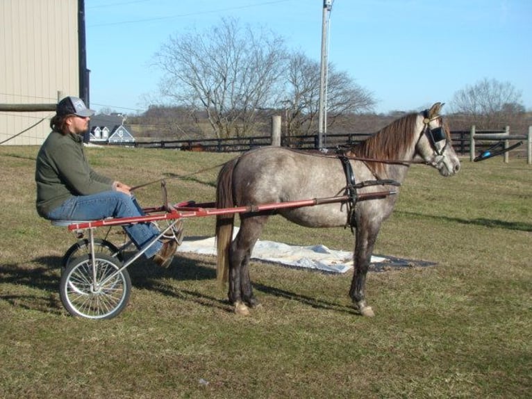 Galés-A Caballo castrado 9 años 130 cm Tordo in Lexington Ky