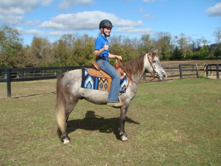 Galés-A Caballo castrado 9 años 130 cm Tordo in Lexington Ky