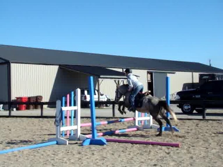 Galés-A Caballo castrado 9 años 130 cm Tordo in Lexington Ky