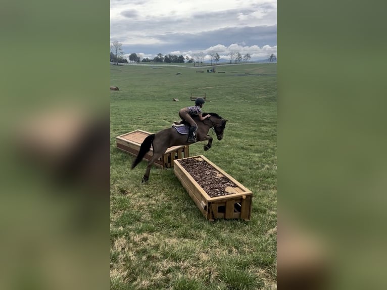Galés-A Mestizo Caballo castrado 9 años 137 cm Castaño rojizo in Cleburne