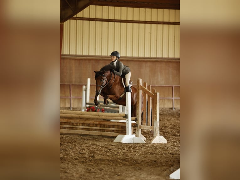 Galés-A Mestizo Caballo castrado 9 años 137 cm Castaño rojizo in Cleburne