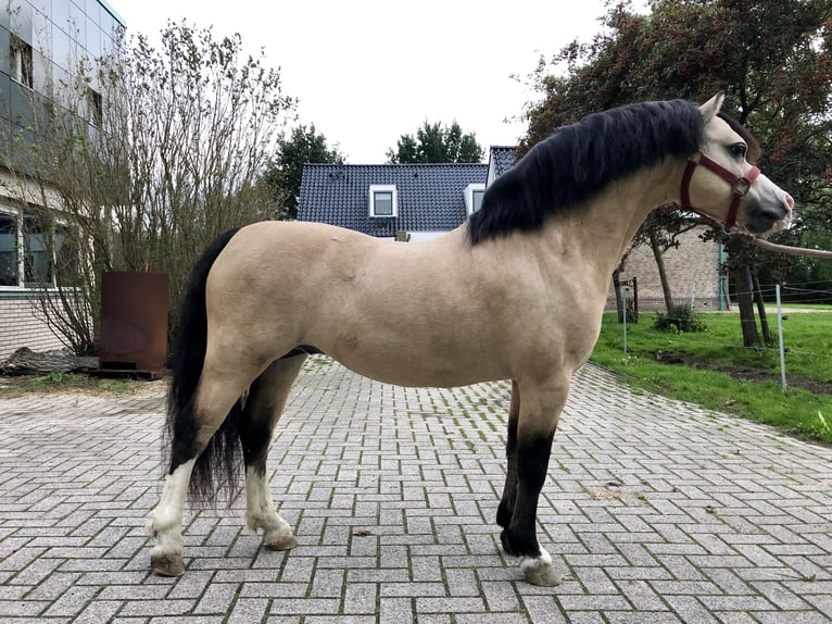 Galés-A Semental 17 años 118 cm Buckskin/Bayo in Easterein