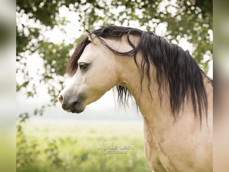 Galés-A Semental 17 años 118 cm Buckskin/Bayo in Easterein