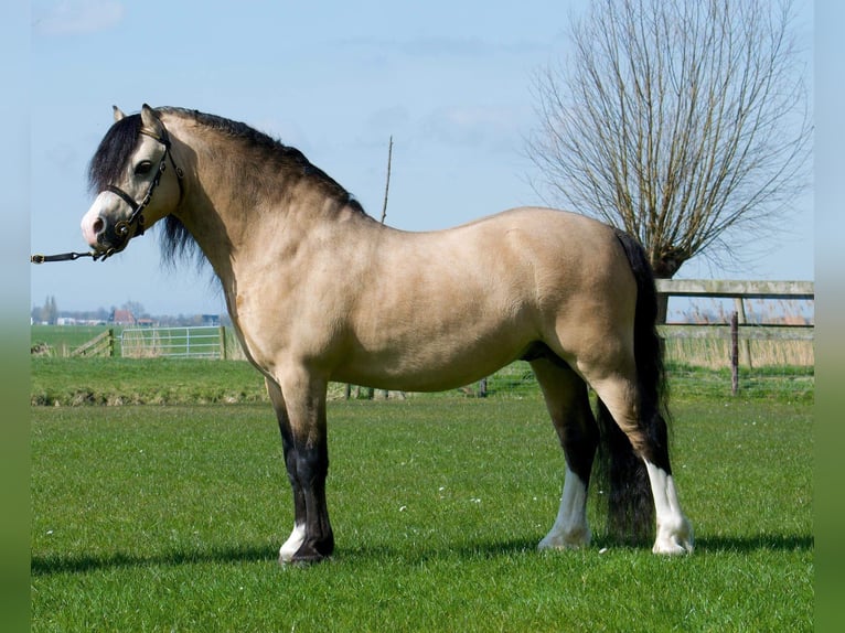 Galés-A Semental 17 años 118 cm Buckskin/Bayo in Easterein