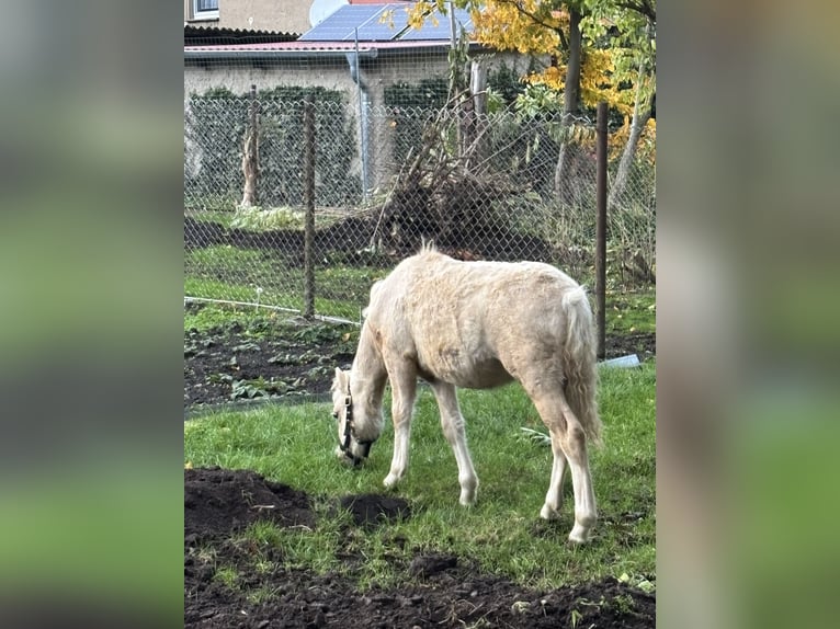Galés-A Semental 1 año 118 cm Palomino in Halberstadt