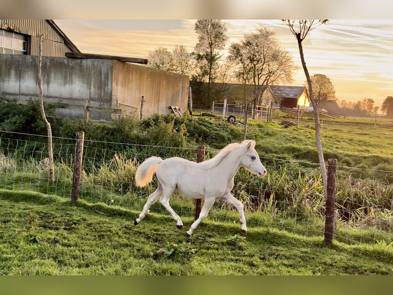 Galés-A Semental 1 año Palomino in Oudega