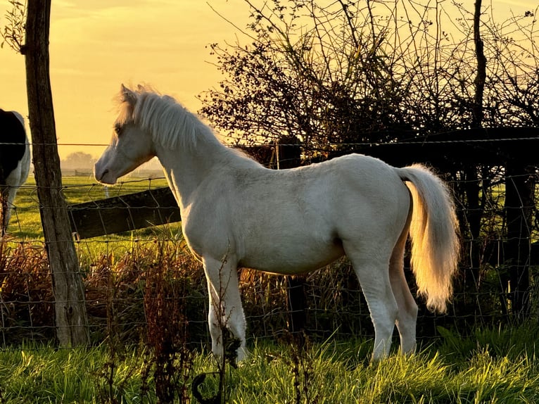 Galés-A Semental 1 año Palomino in Oudega