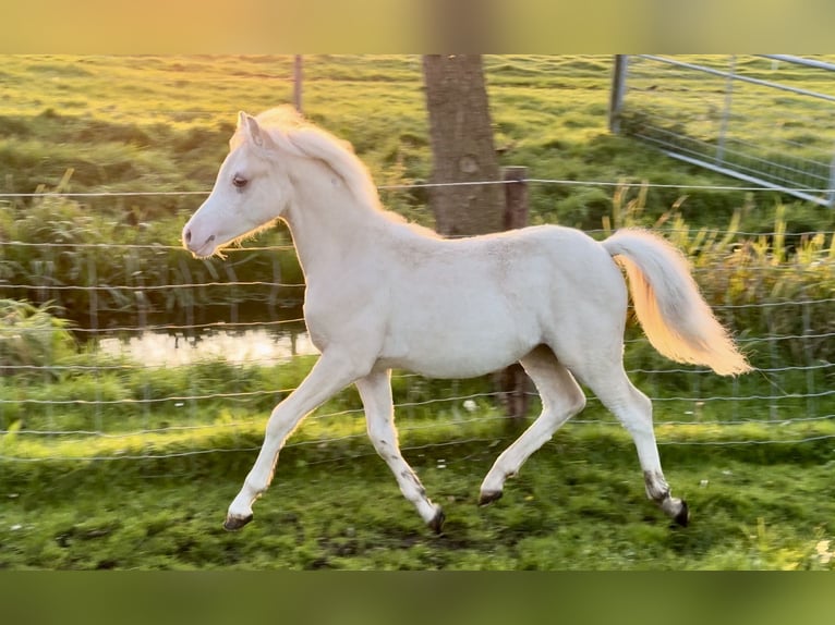 Galés-A Semental 1 año Palomino in Oudega