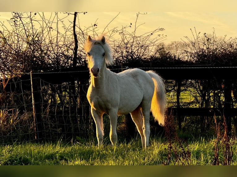 Galés-A Semental 1 año Palomino in Oudega