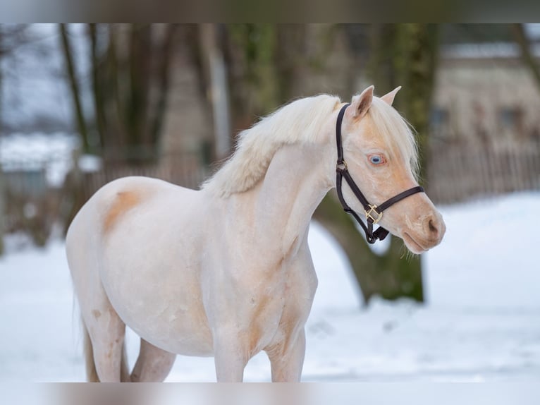 Galés-A Semental 2 años 109 cm Cremello in Grote Brogel