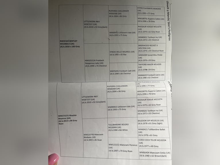 Galés-A Semental 2 años Tordo in Swansea