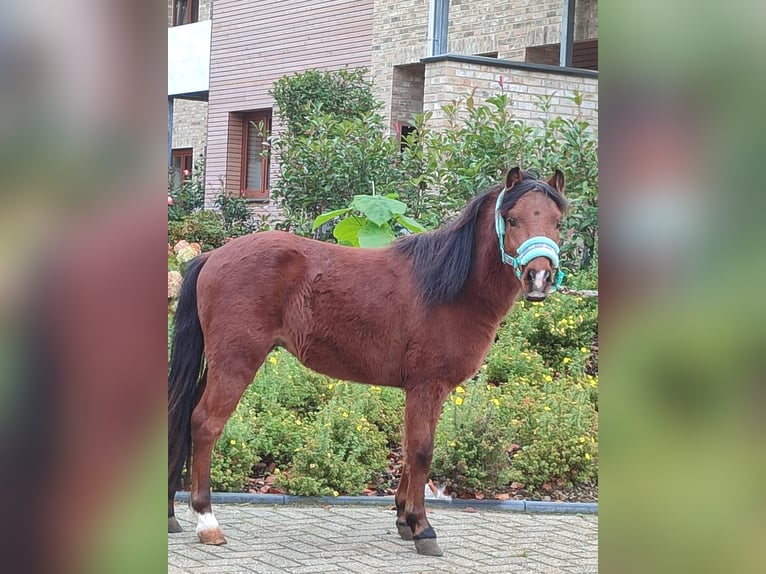 Galés-A Mestizo Semental 3 años 115 cm Castaño in Metelen