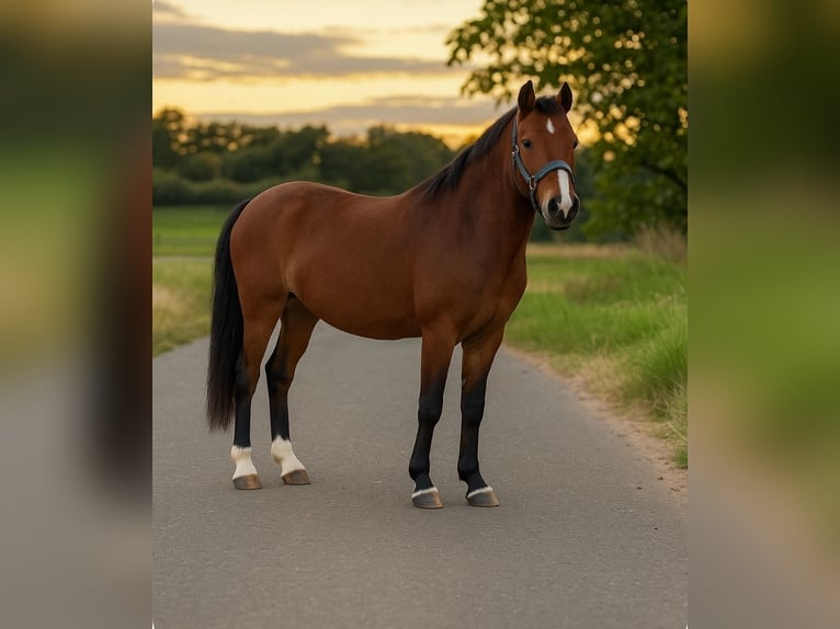 Galés-A Semental 3 años 115 cm Palomino in Hungen