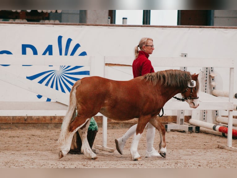 Galés-A Semental 3 años 116 cm Alazán in Lübbenau