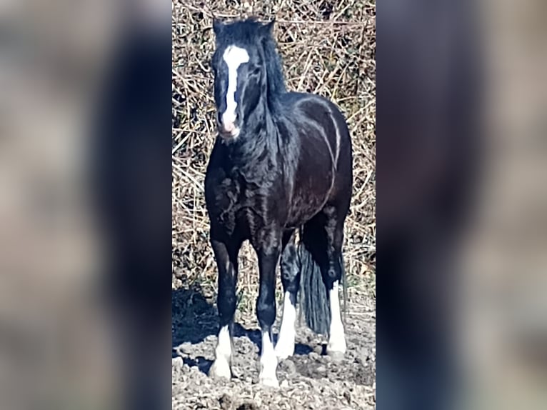 Galés-A Semental 3 años 118 cm Negro in Lübbenau