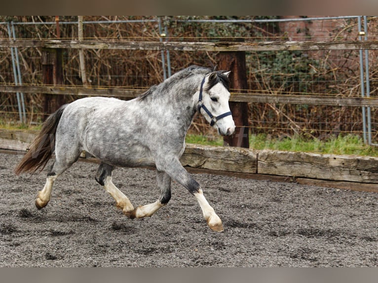 Galés-A Semental 3 años 120 cm Tordo in Meerbusch