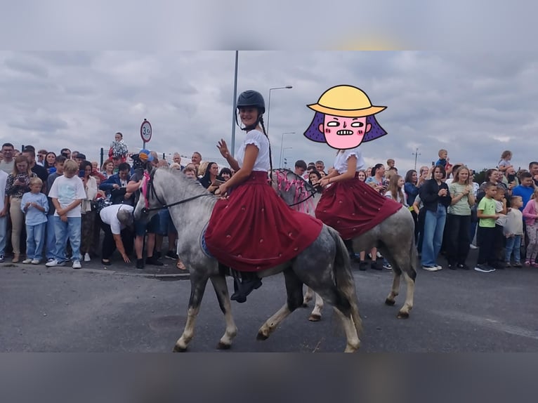 Galés-A Semental 4 años 115 cm Musgo in K&#x119;dzierzy&#x144;-kozle