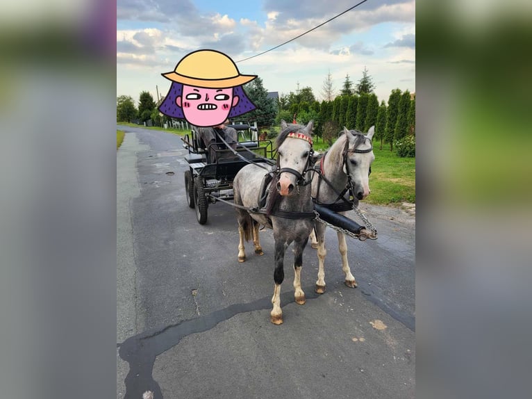 Galés-A Semental 4 años 115 cm Musgo in K&#x119;dzierzy&#x144;-kozle