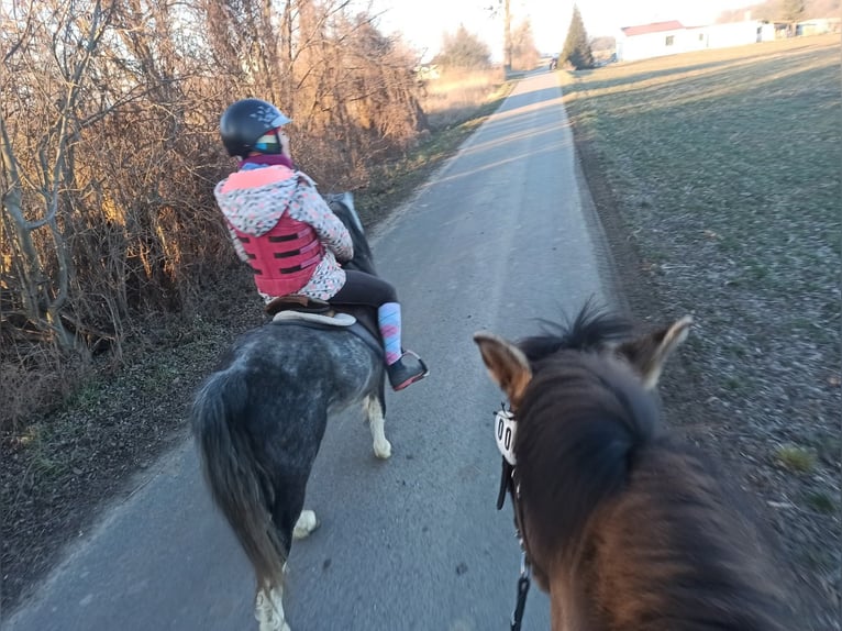 Galés-A Semental 4 años 115 cm Musgo in K&#x119;dzierzy&#x144;-kozle