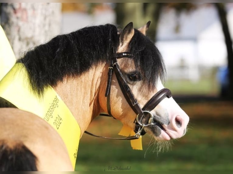 Galés-A Semental 4 años 122 cm Buckskin/Bayo in Wildeshausen