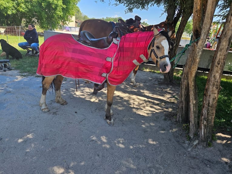 Galés-A Semental 5 años 120 cm Buckskin/Bayo in Petershain