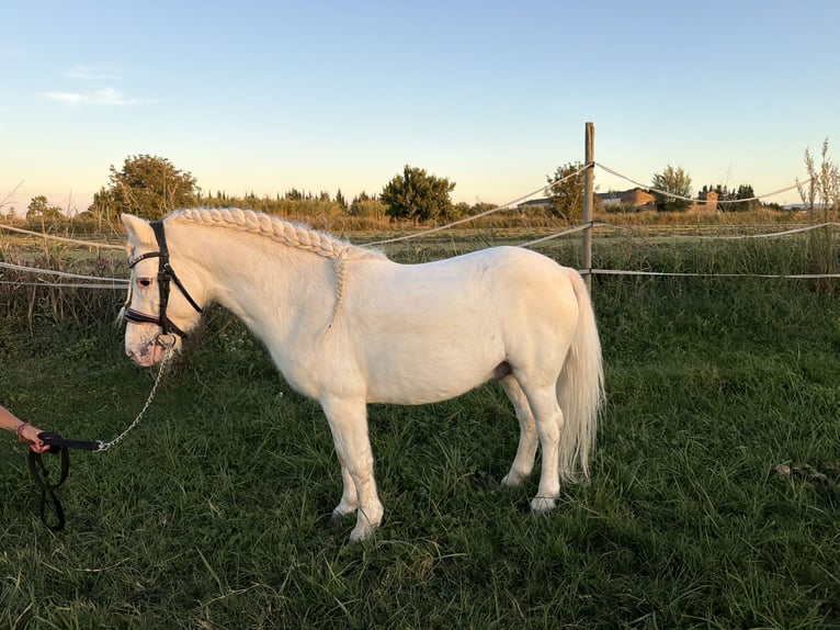 Galés-A Semental 7 años 108 cm White/Blanco in Zaragoza