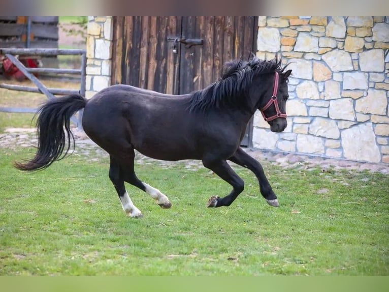 Galés-A Semental 7 años 115 cm Negro in Opoczno