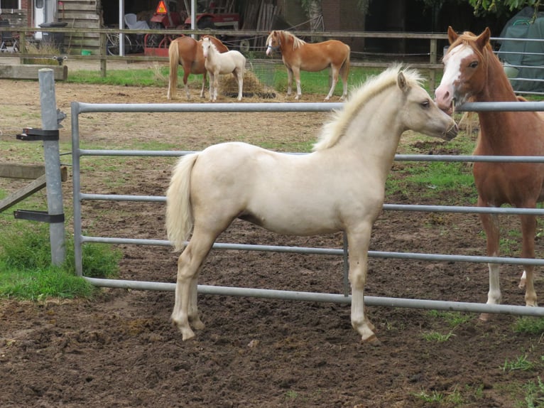 Galés-A Semental Potro (04/2026) 120 cm Palomino in Aalten