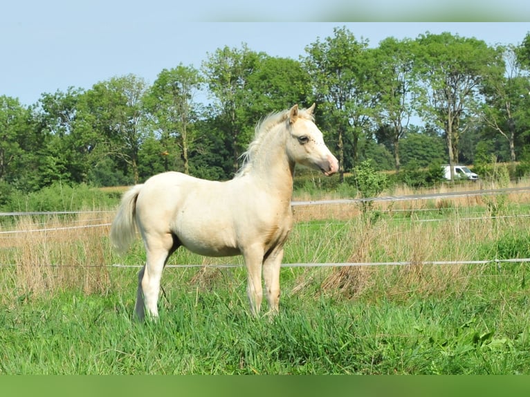 Galés-A Semental Potro (04/2026) 120 cm Palomino in Aalten