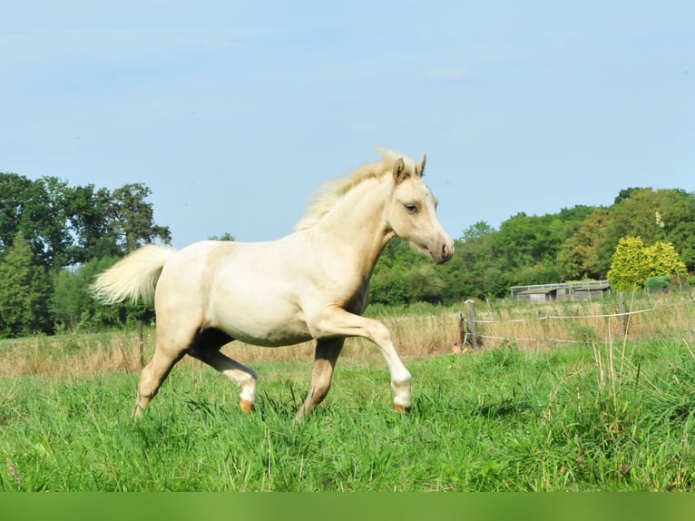 Galés-A Semental Potro (04/2026) 120 cm Palomino in Aalten