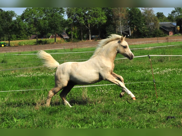 Galés-A Semental Potro (04/2026) 120 cm Palomino in Aalten