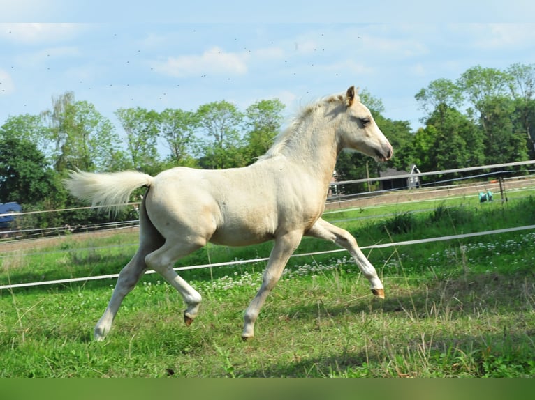 Galés-A Semental Potro (04/2026) 120 cm Palomino in Aalten