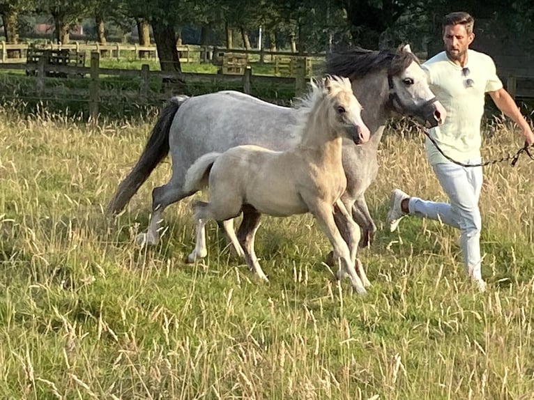 Galés-A Semental Potro (04/2024) 120 cm Palomino in MALDEGEM