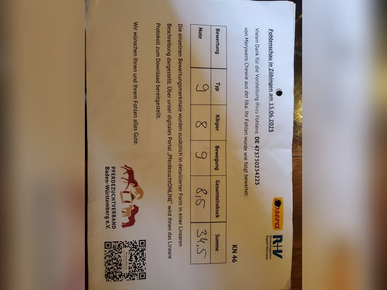 Galés-A Semental Potro (03/2025) 120 cm Ruano alazán in Niederstetten