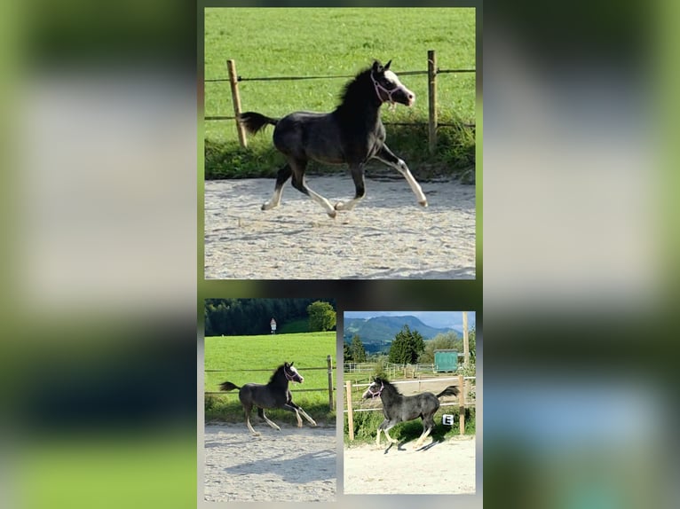 Galés-A Semental Potro (05/2025) 120 cm Tordo in Kiefersfelden