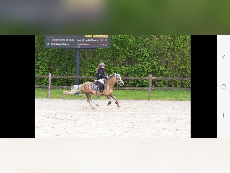 Galés-A Yegua 10 años 114 cm Palomino in Minderhout