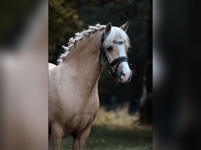 Galés-A Yegua 10 años 116 cm Palomino in Stadskanaal