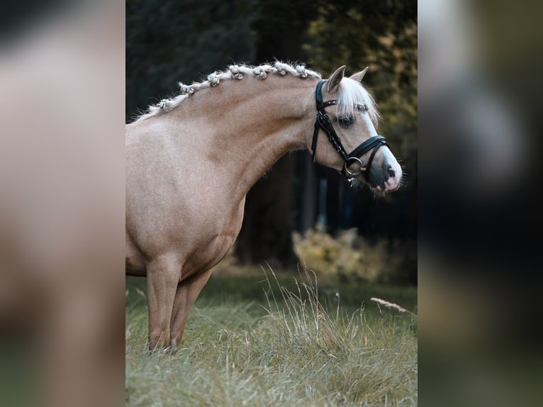 Galés-A Yegua 10 años 116 cm Palomino in Stadskanaal