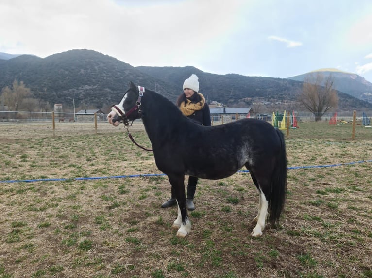 Galés-A Yegua 10 años 121 cm Negro in Andorra