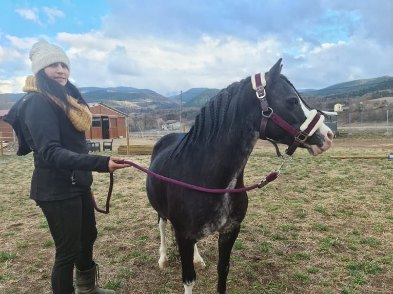 Galés-A Yegua 10 años 121 cm Negro in Andorra