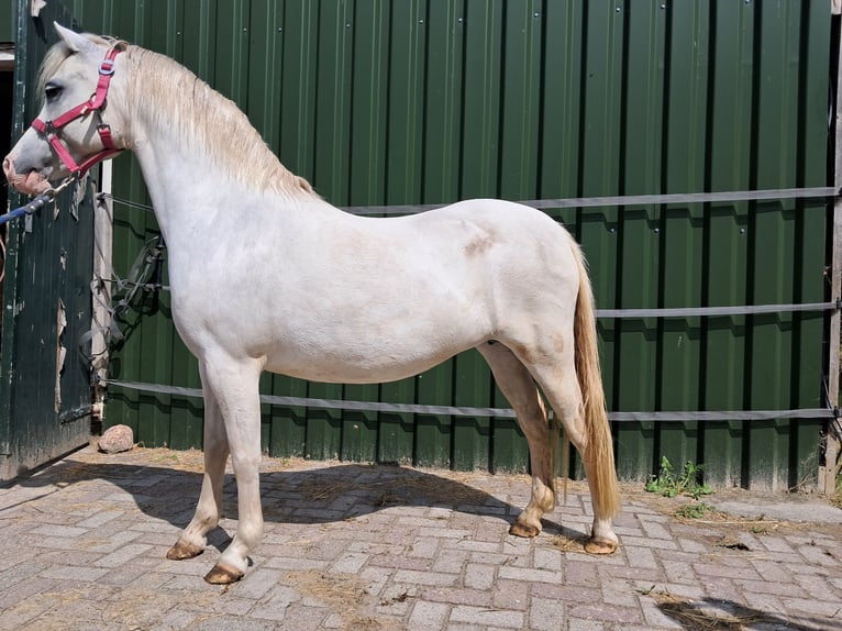 Galés-A Yegua 11 años 122 cm Tordo in Emmen