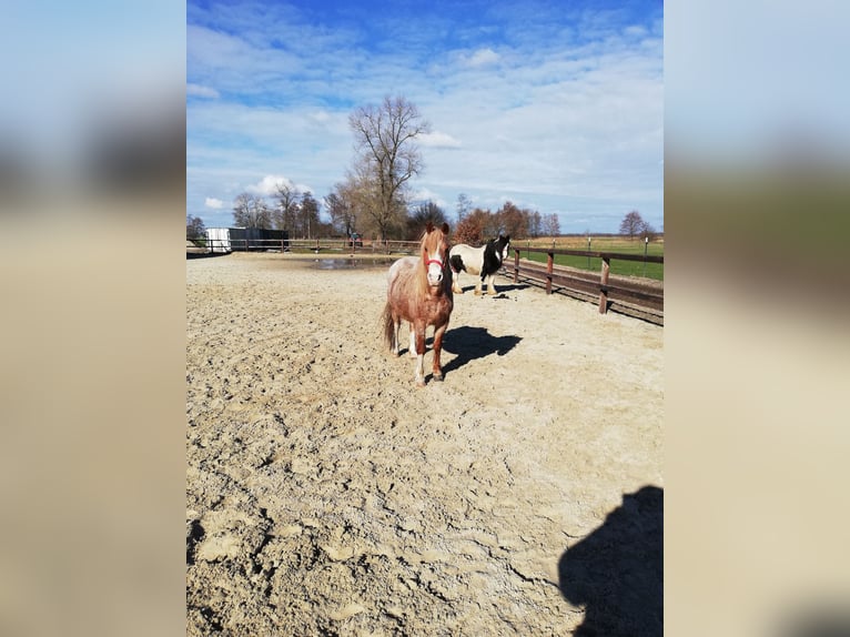 Galés-A Mestizo Yegua 12 años 130 cm Ruano alazán in Bremen