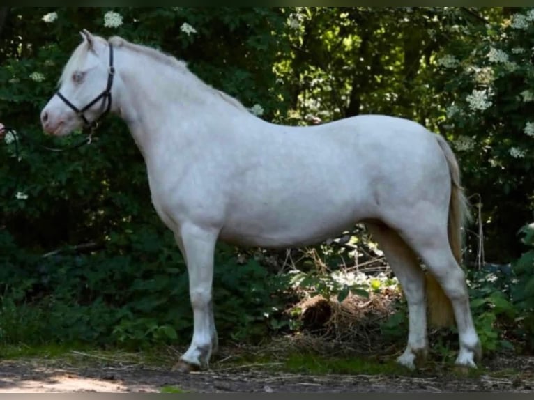 Galés-A Yegua 14 años 115 cm Cremello in Fribourg