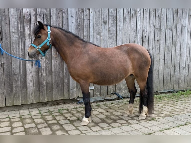 Galés-A Yegua 14 años Castaño in Reinsfeld