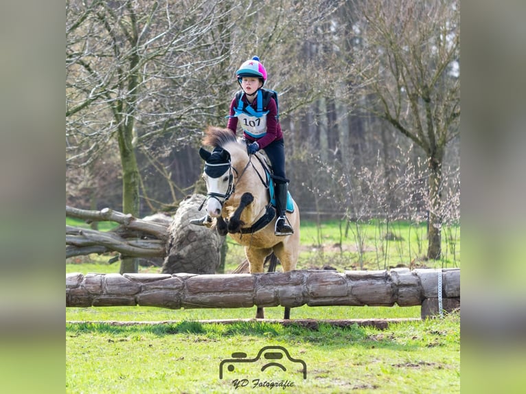 Galés-A Yegua 15 años 117 cm Palomino in Turnhout