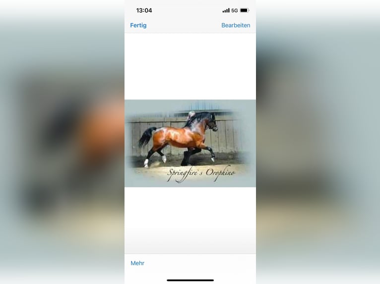 Galés-A Yegua 15 años 118 cm Castaño in Zwingenberg